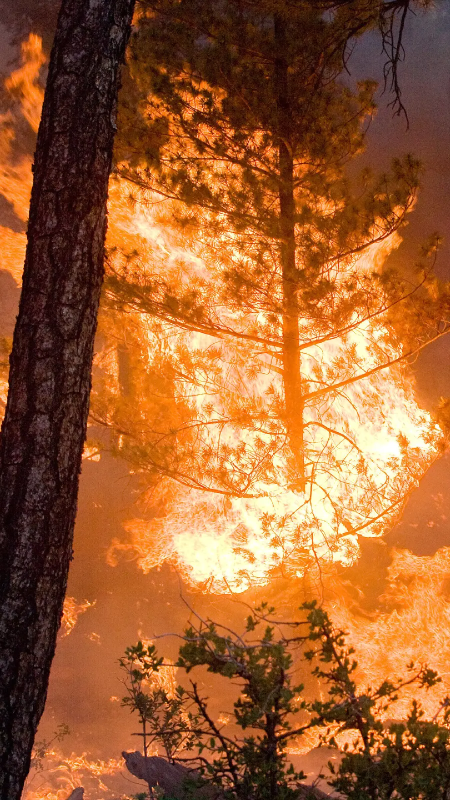 Download Images of Beautiful Forest Fires