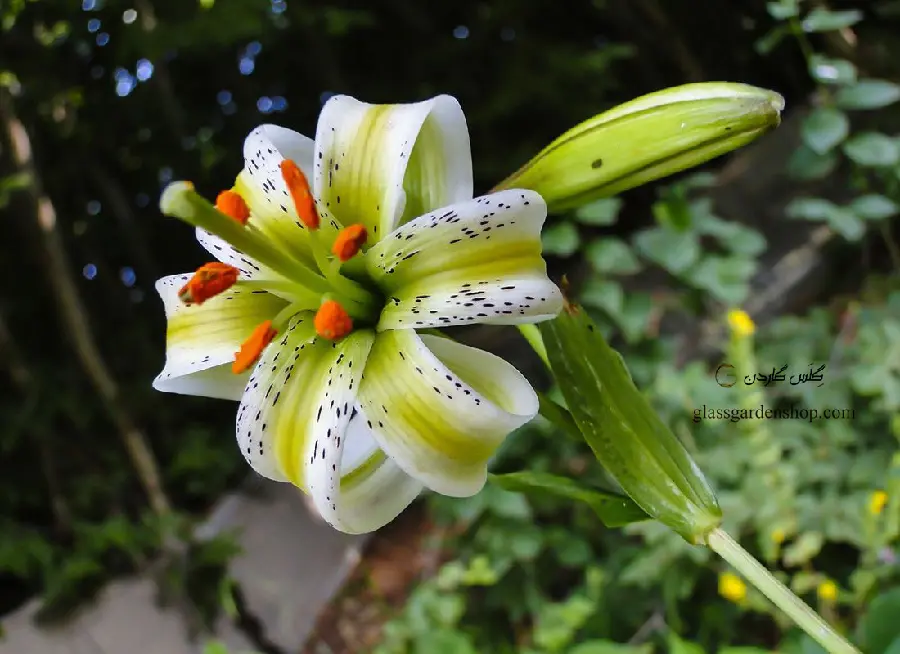 Download Lily Beautiful Ornamental Flower in High Quality
