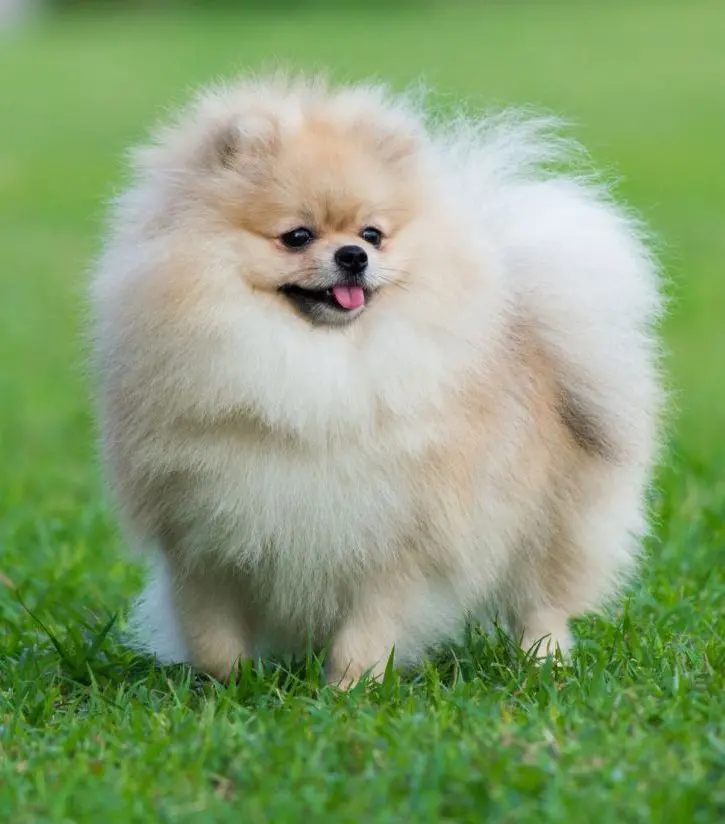 Download High-Quality Photo of a Fluffy Pomeranian Dog