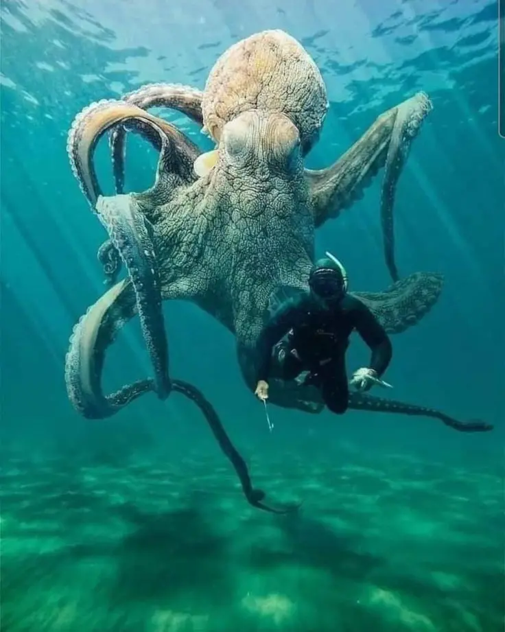 Download HD Image of Octopus and Diver