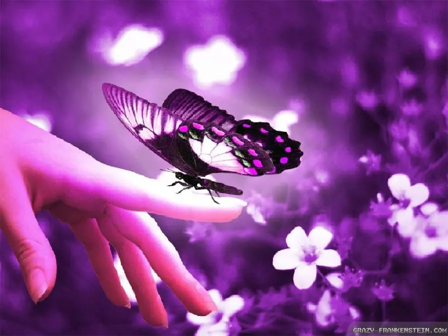 Butterfly on Finger Photo