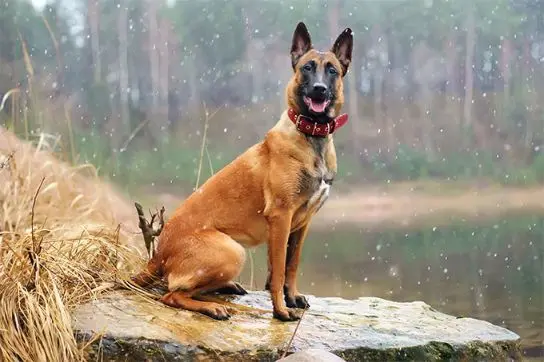 Download Image of a Belgian Malinois Dog