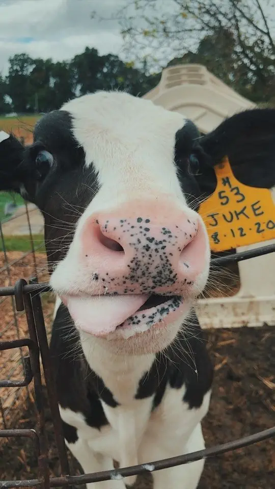 Download High-Quality Wallpaper of Pink Nose Cow