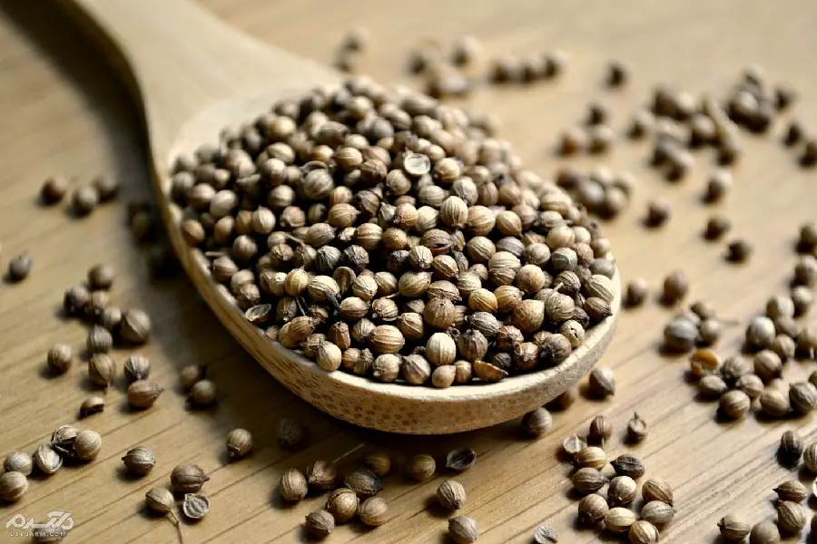 Download Coriander Seed Spice Image and Its Benefits