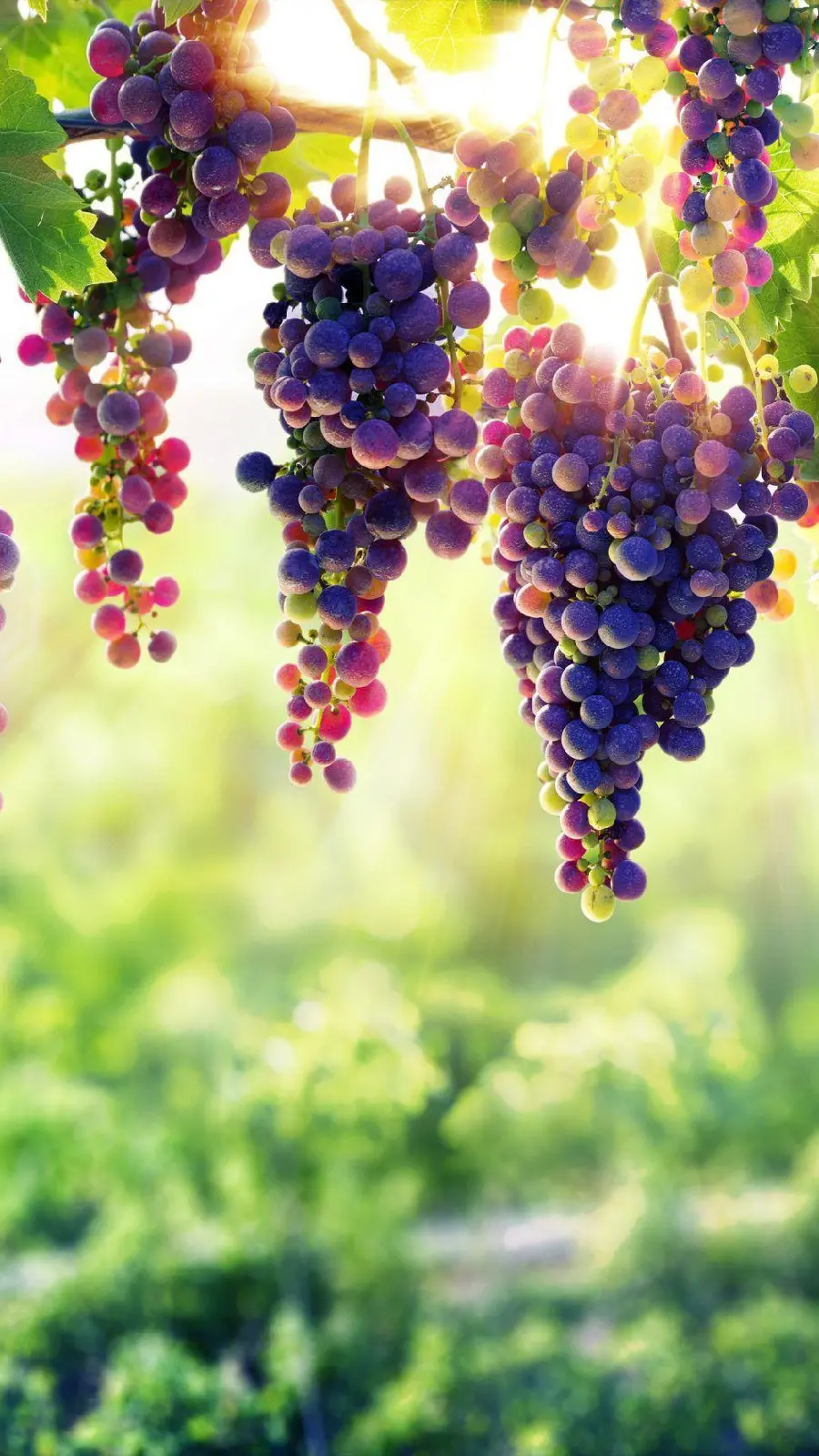 Download Beautiful Grape Wallpaper
