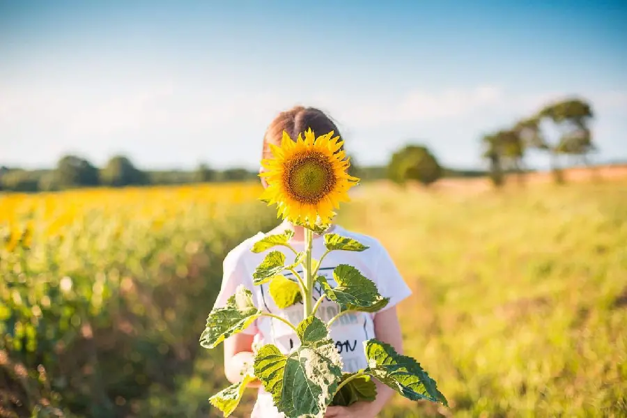 Download Beautiful Sunflower Wallpaper and Images