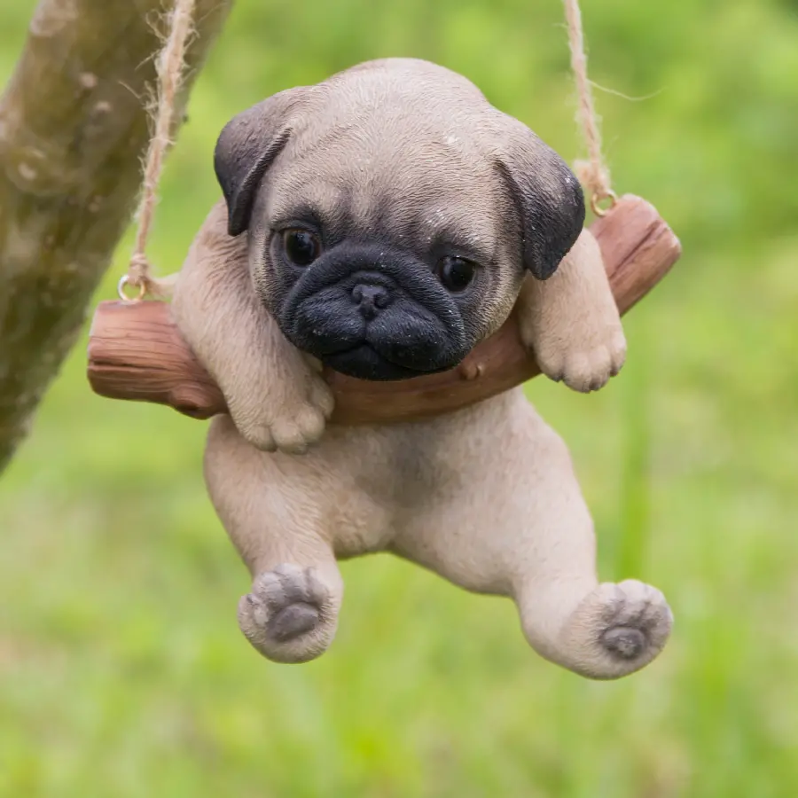 Pug Dog Breed Photos and Characteristics