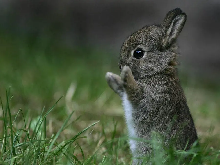 Cute Little Rabbit Picture