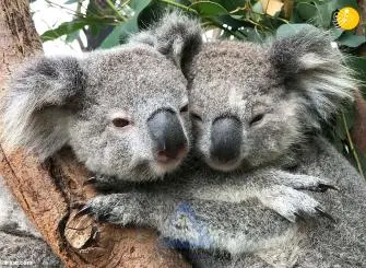 Photo of Two Koalas Hugging Each Other