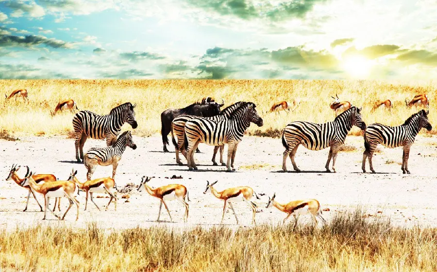 Picture of a Zebra Herd in the African Savannah