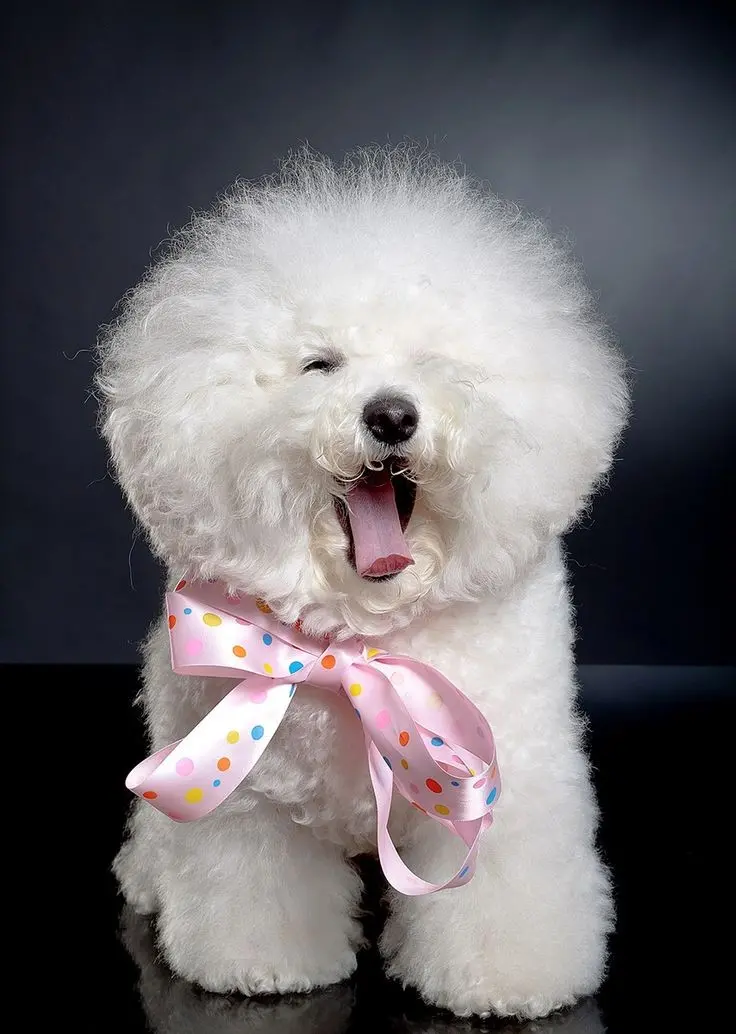 Download Profile Picture of Bichon Frise Dog with Pink Ribbon