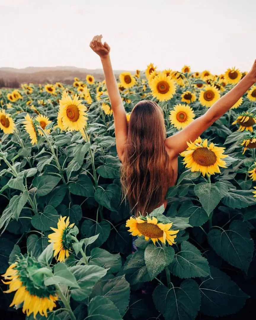 Beautiful Wallpaper and Background Images of Sunflowers
