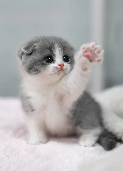 Cute and Beautiful Kitten Picture for Wallpaper