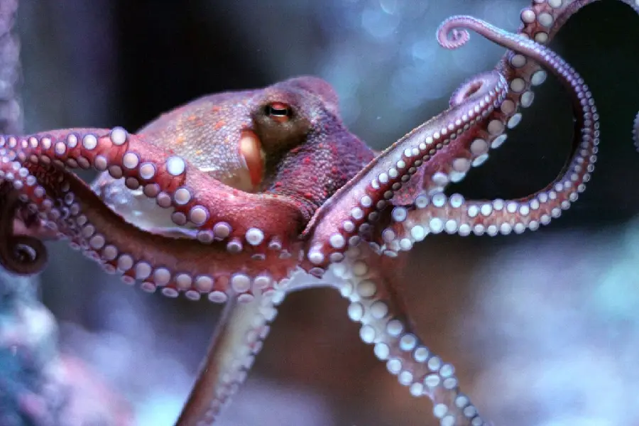 Download Octopus Wallpaper for Desktop and Mobile