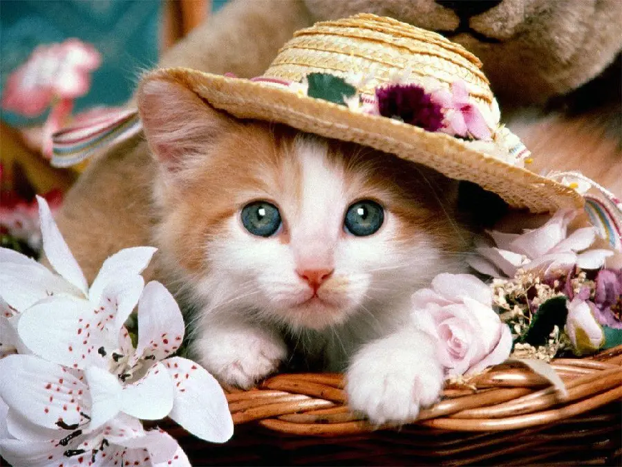 Adorable Kitten with Hat in a Basket