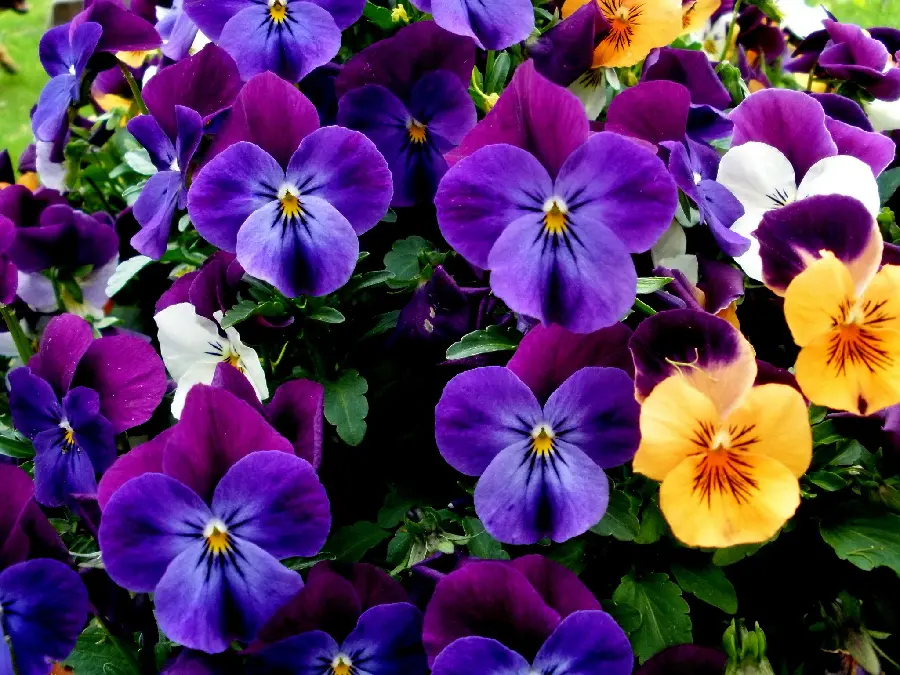 Download High-Quality Violet Flower Image