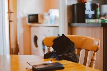 Serious and Dangerous Black Cat Photo