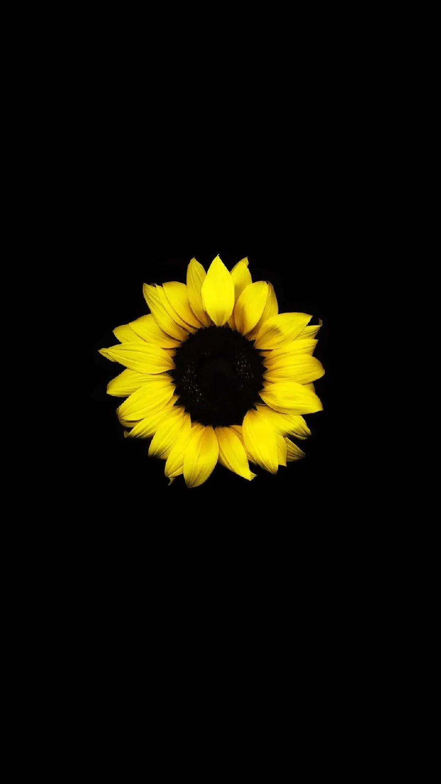 HD Sunflower Background for Mobile