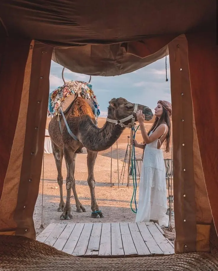 Download Girl and Camel Outside Travel Tent Photo