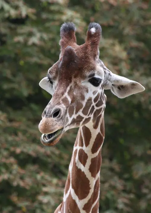 Download Giraffe Photography Pose High Quality