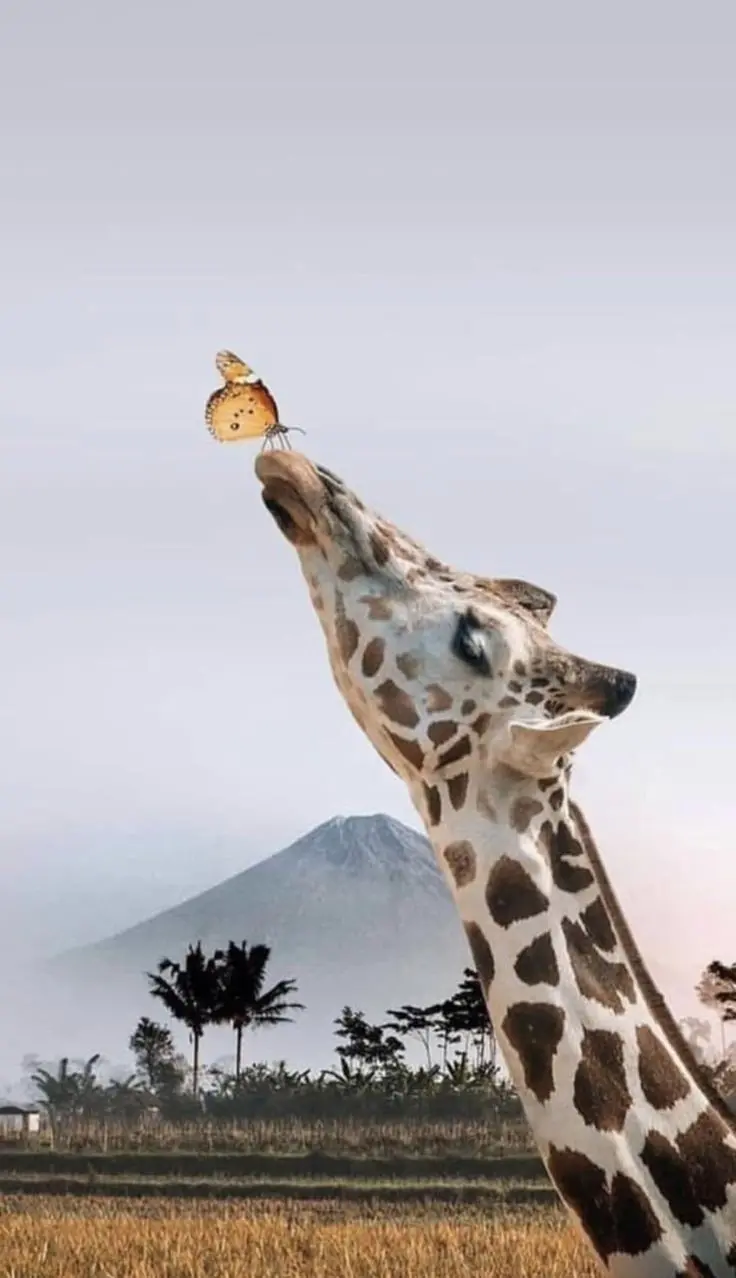 Download Butterfly and Giraffe HD Wallpaper