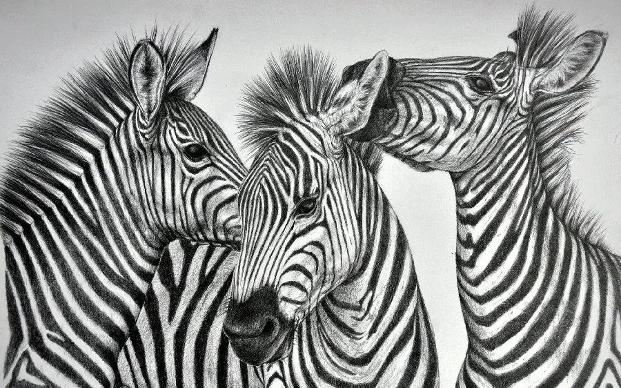 Download Beautiful Zebra Drawing