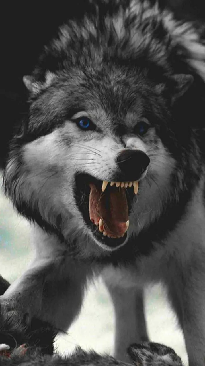 Full HD Wolf Photos - Download High-Quality Images