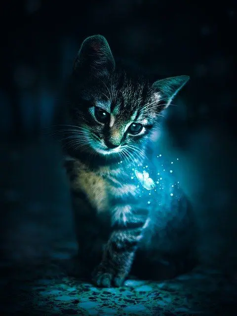 Fantasy Picture of a Kitten Staring at a Butterfly