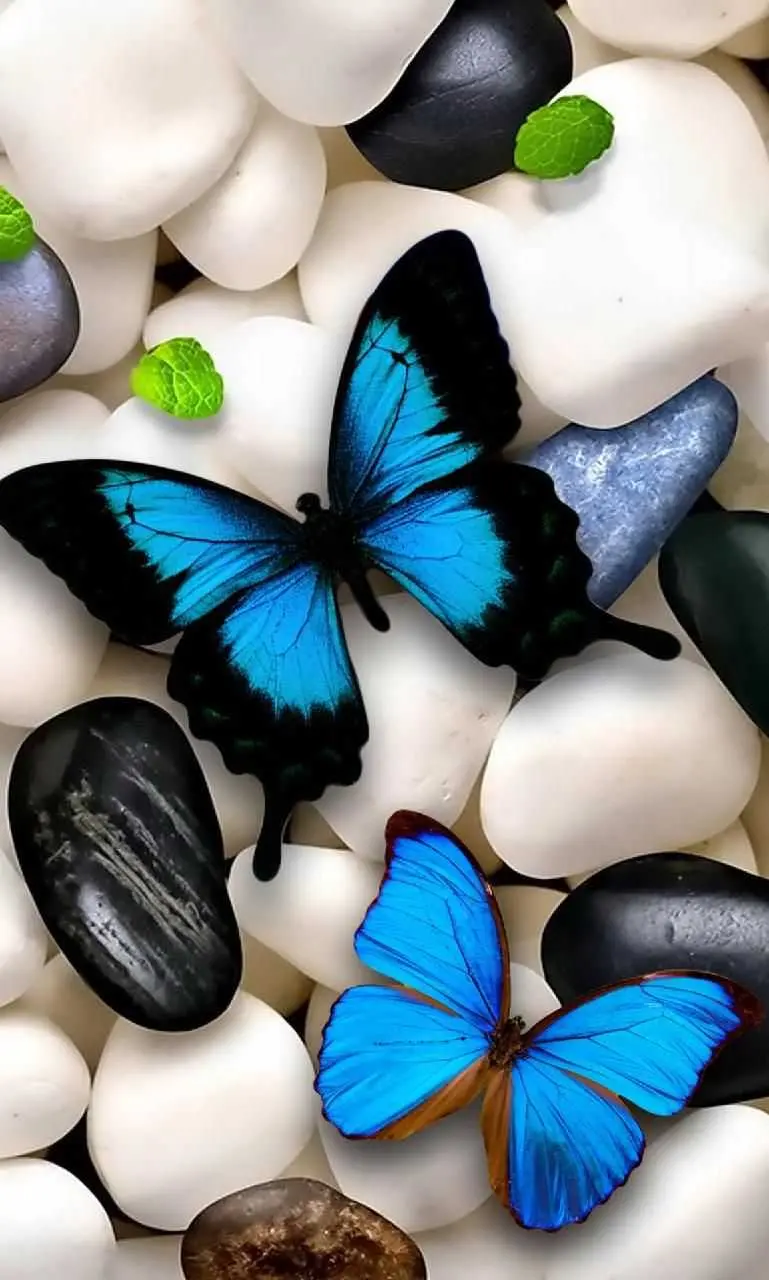 Blue Butterfly on Stone Photo