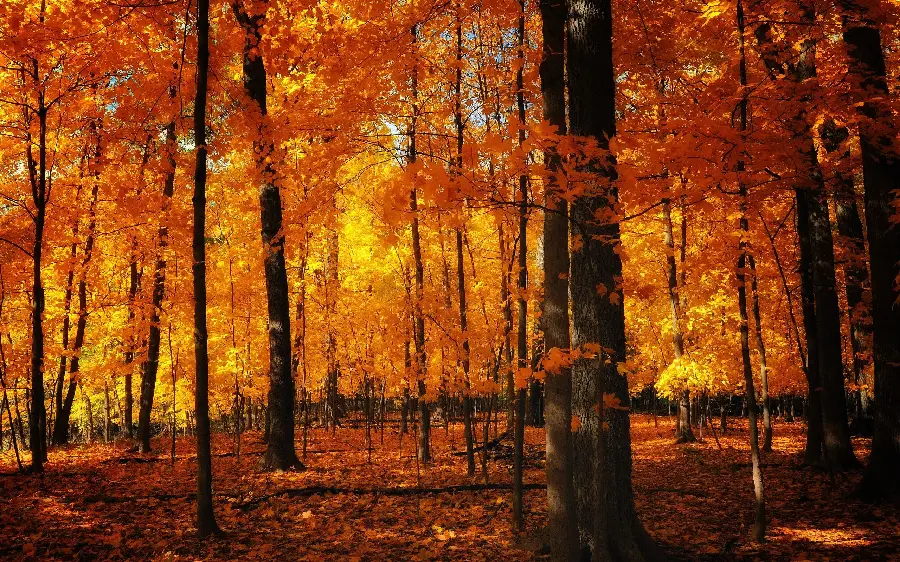 Autumn Forest Nature Photos with Vibrant Colors