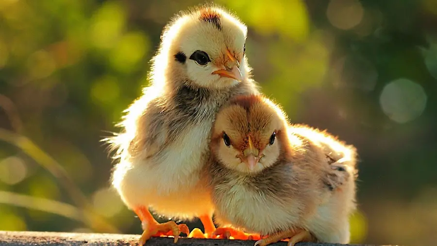 Natural Yellow Chick Photo for Animal Lovers
