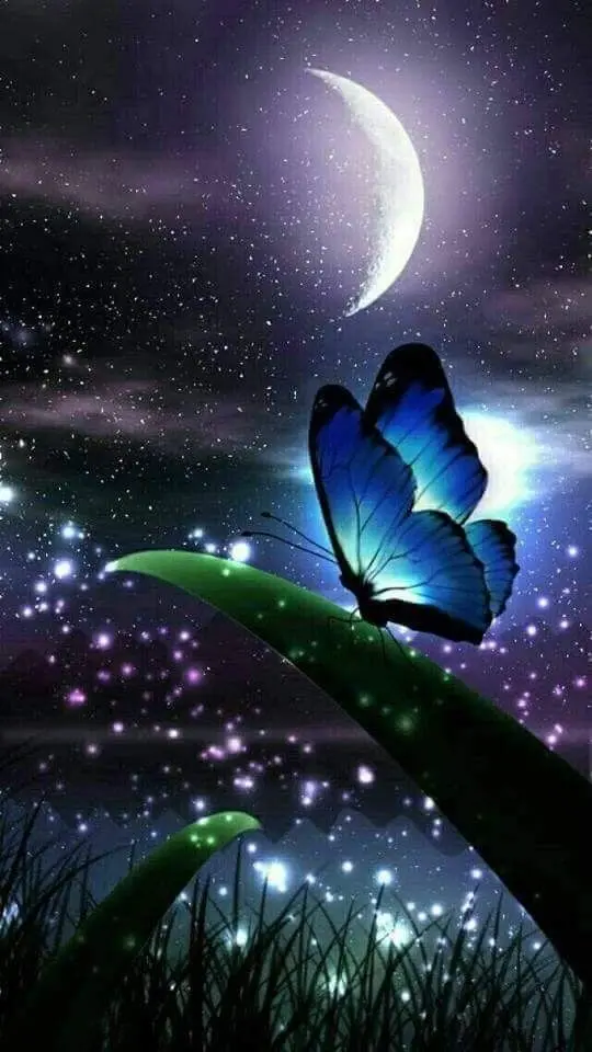 Fantasy Butterfly Photo