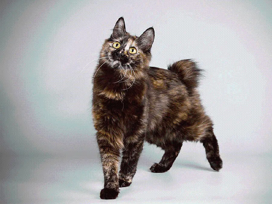 Japanese Bobtail Cat Beautiful Photo