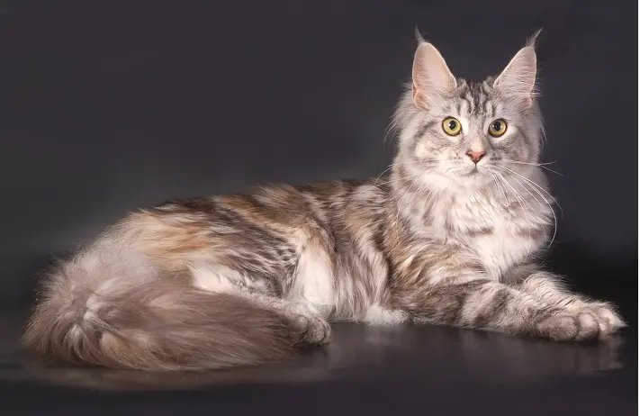 Maine Coon Cat High-Quality Photo