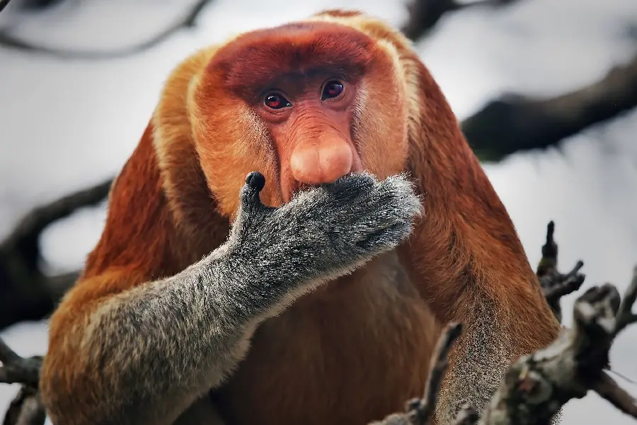 Download Interesting Photo of Proboscis Monkey