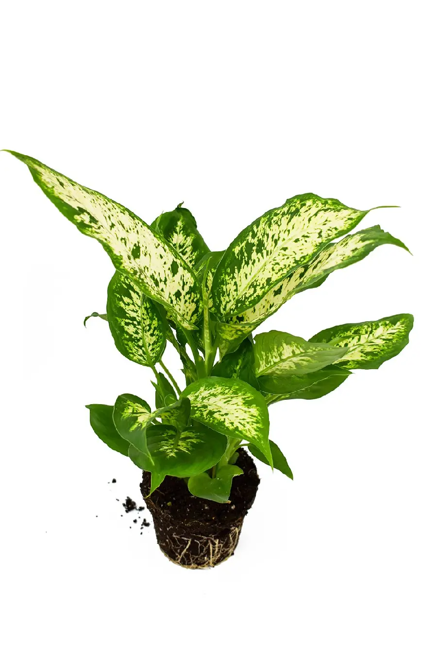 Aglaonema Indoor Plant Photo and Care Tips