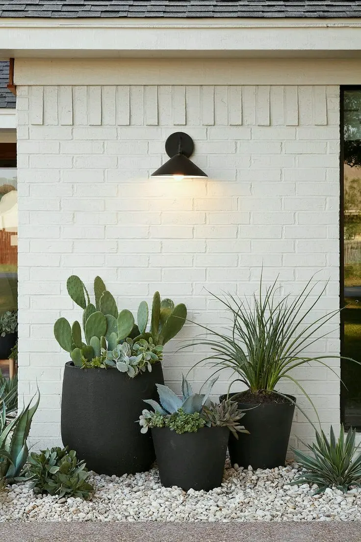 Download Image of Short and Tall Cacti Under Lamp Light