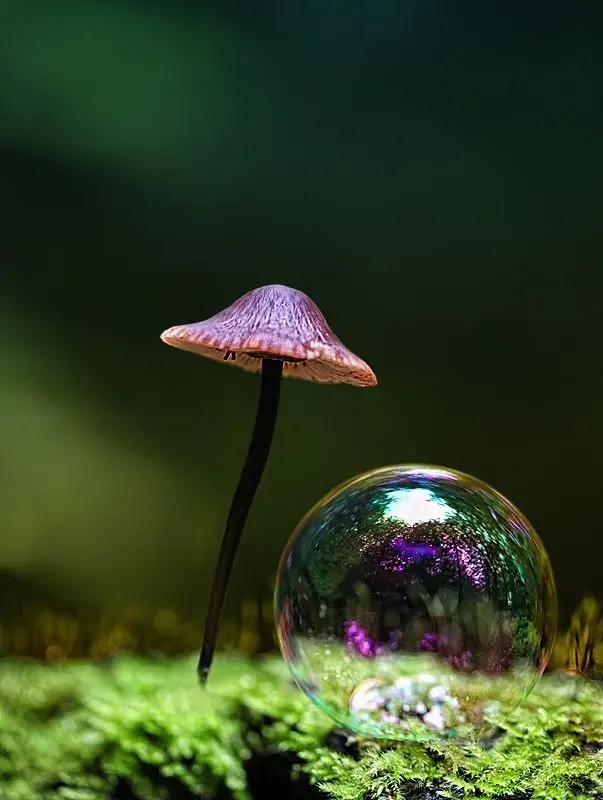 Download Image of a Bubble Next to a Mushroom
