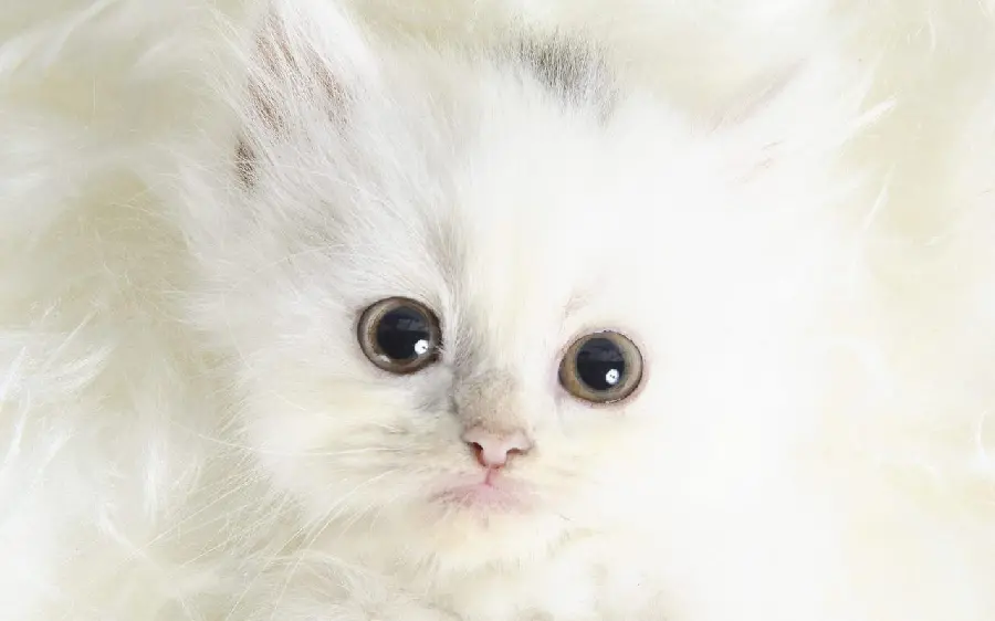 White Kitten Picture for Wallpaper and Profile