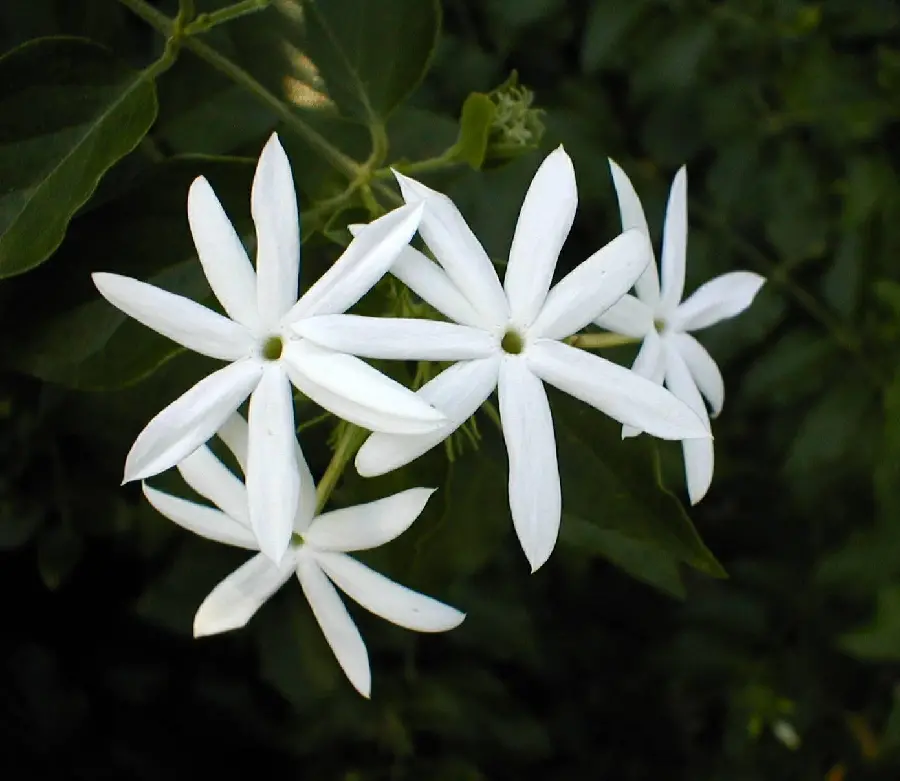Jasmine Profile Picture