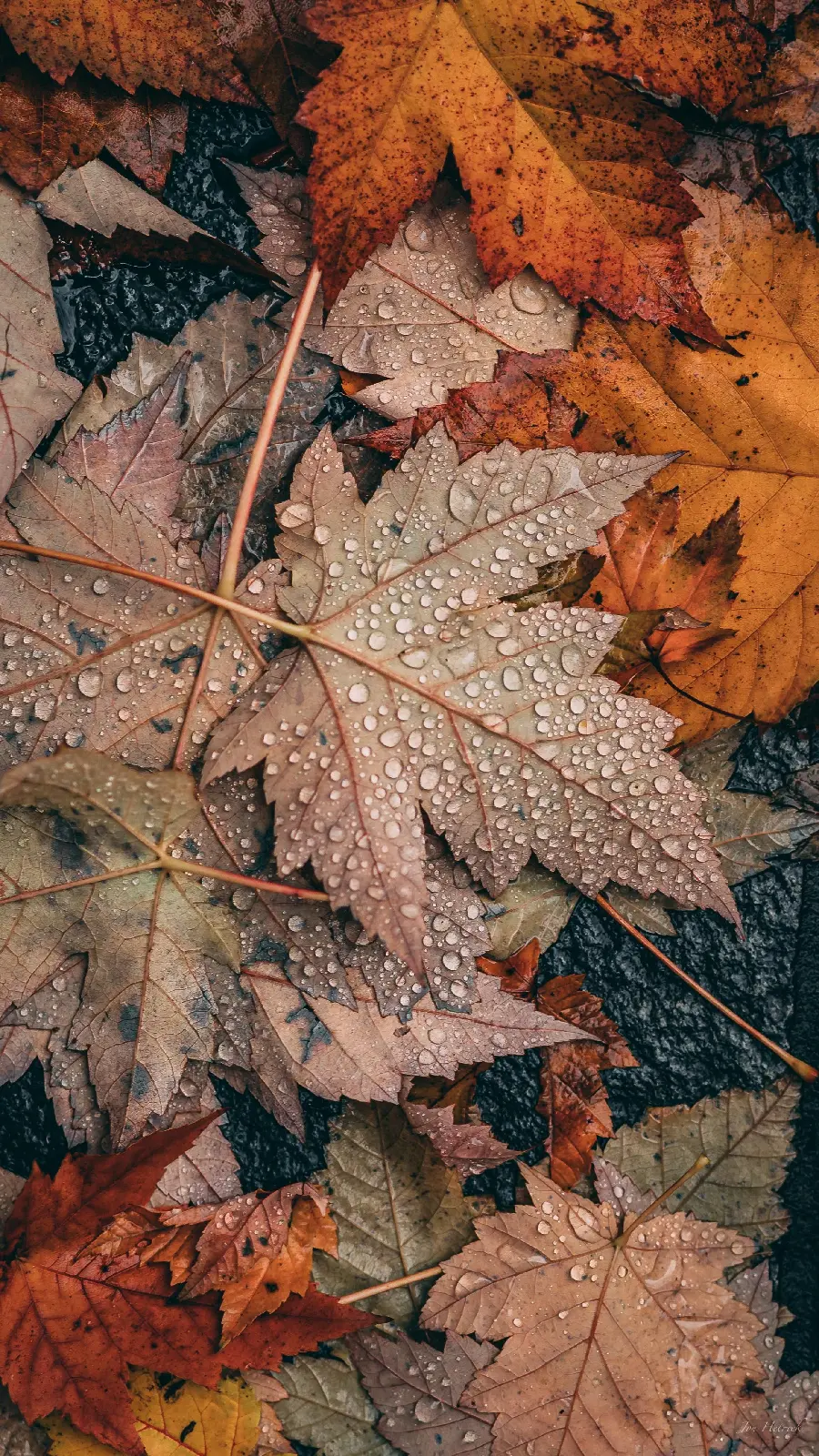 Autumn Wallpapers for Mobile Phones