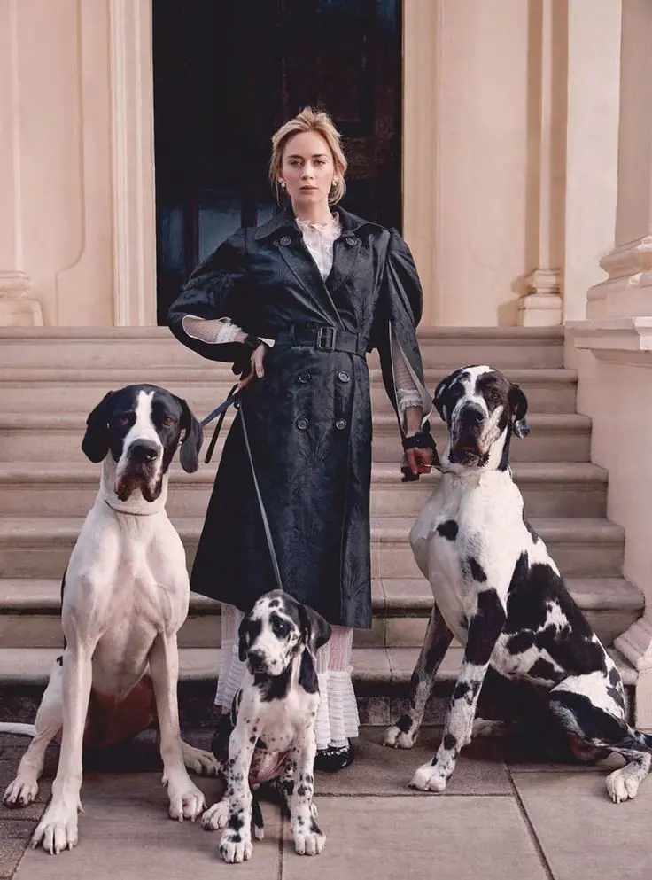 Download Emily Blunt Profile Picture Popular Hollywood Actress