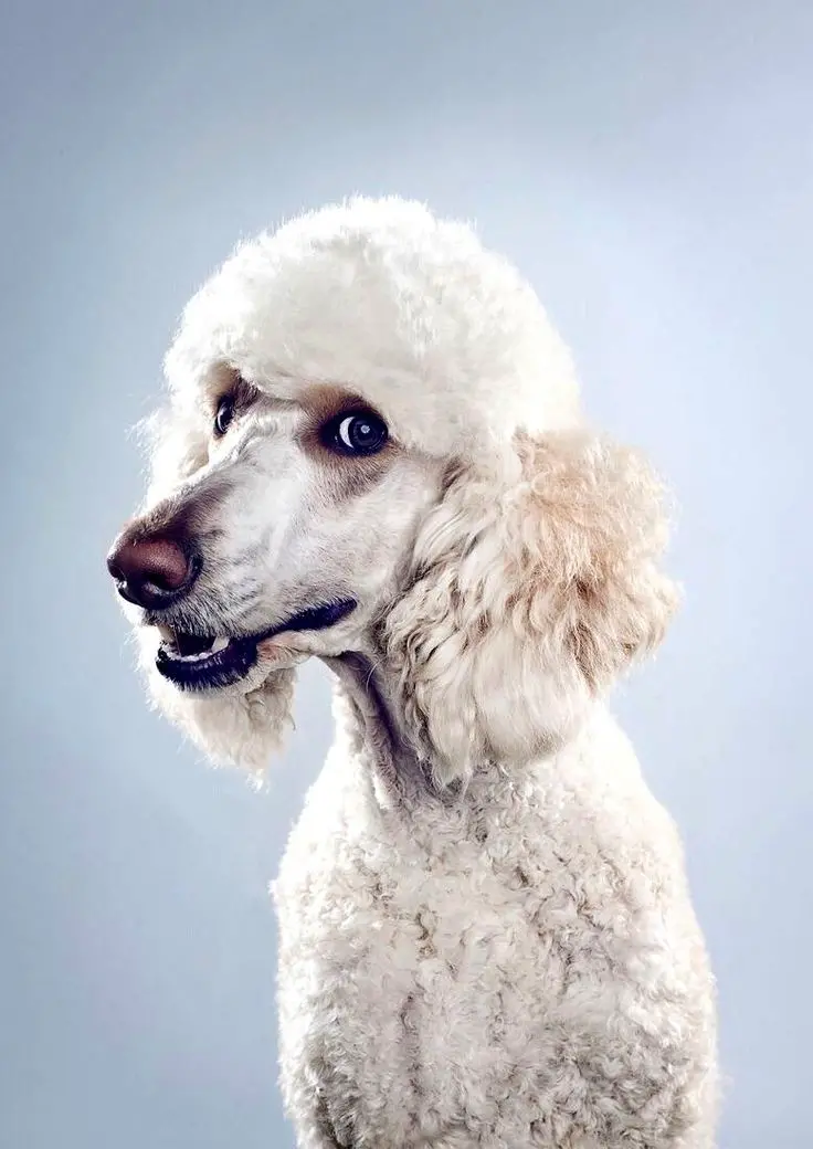 Download 8K Wallpaper of White Poodle Dog Smiling