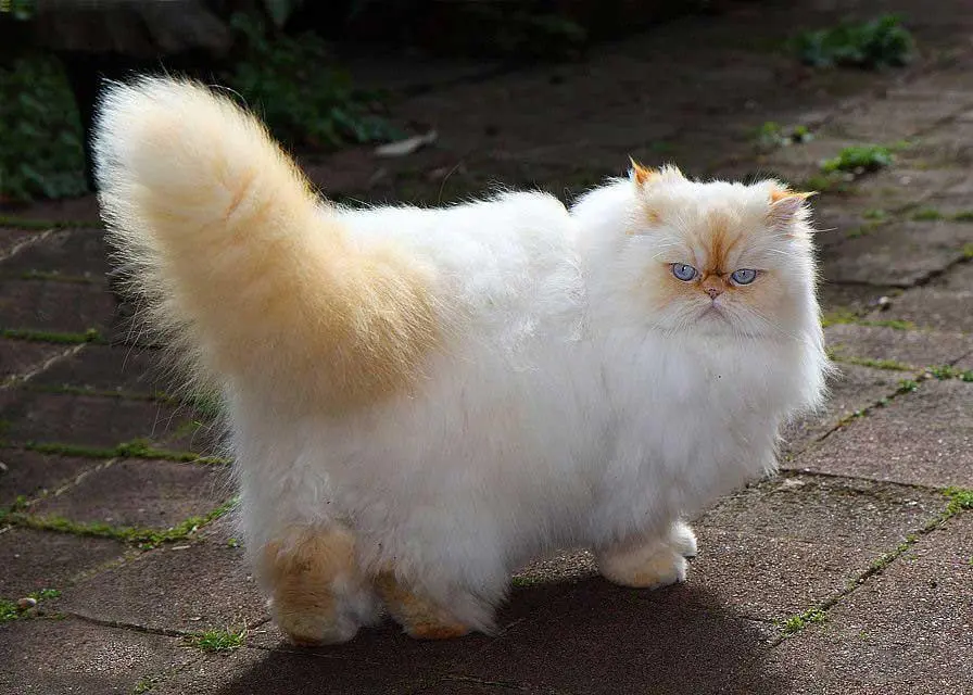 Himalayan Cat Cute Breed Photo