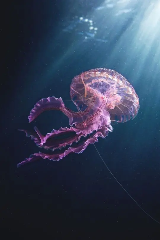 Download Comb Jellyfish Wallpaper for Aquarium and Zoo Posters