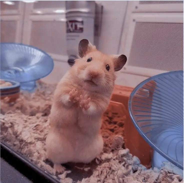 Download Profile Picture of Hamster with Tiny Paws