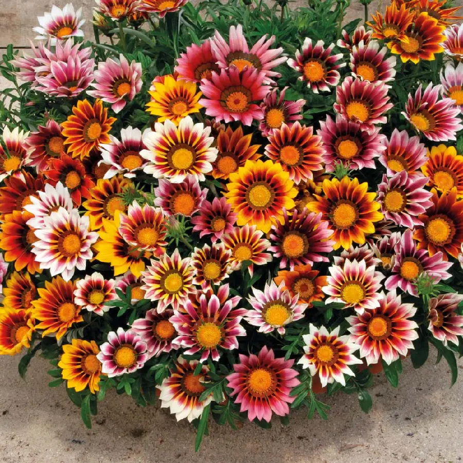 Download Gazania Beautiful Colorful Flower in High Quality