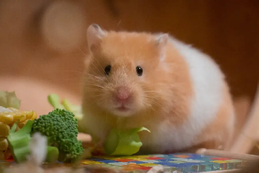 Download 8K Photo of Hamster and Broccoli