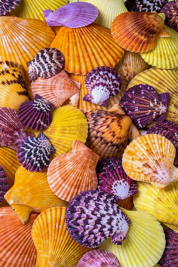 Download High-Quality Colorful Shell Profile Pictures