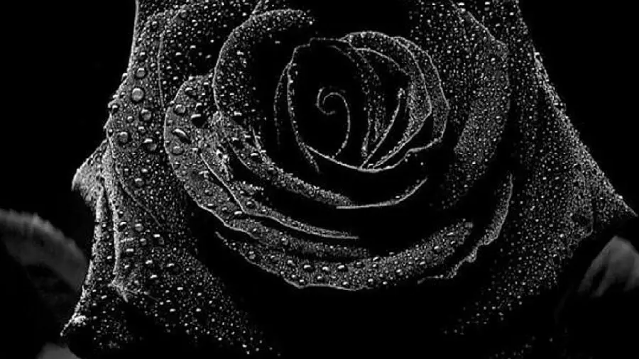 Black Rose Flower Wallpaper for Desktop and Profile